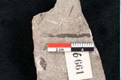 Foto (Detailansicht) von Zostera ungeri Ettingshausen (NHMW-GEO-2024-0188-6661)